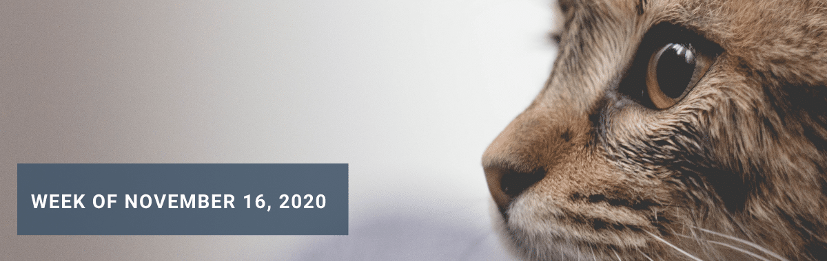 Weekly News: Translating Cat Meows